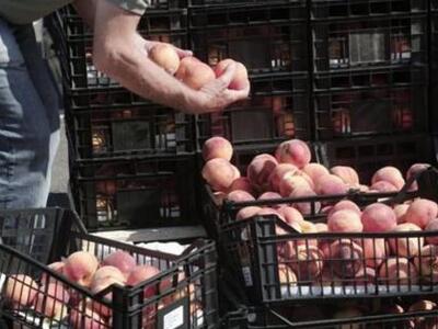 Πάτρα: Δωρεάν ροδάκινα για τους πολύτεκν...