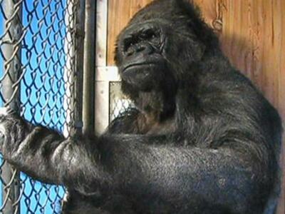Πέθανε η Κόλο, ο γηραιότερος γορίλας του...