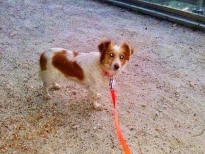 Ξάνθη: Μυστήριο με κοπέλα που υιοθετεί σ...