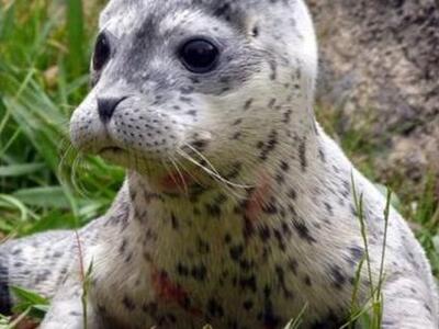 Μια φώκια που την έλεγαν... Κοντσίτα!