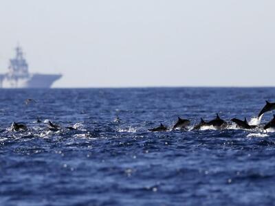 Νέα θαλάσσια είδη ανακαλύφθηκαν στους ωκεανούς