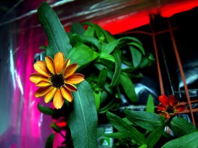 Το πρώτο λουλούδι που φύτρωσε εκτός Γης