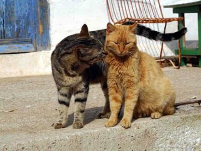 Κεράστε τον γάτο σας τον αγαπημένο του καφέ!