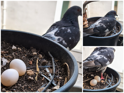 Μια… ιδιαίτερη «ψηφοφόρος» στη Βουλή! 