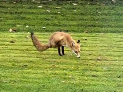 Μια μοναδική δίποδη αλεπού βρέθηκε στη Βρετανία  