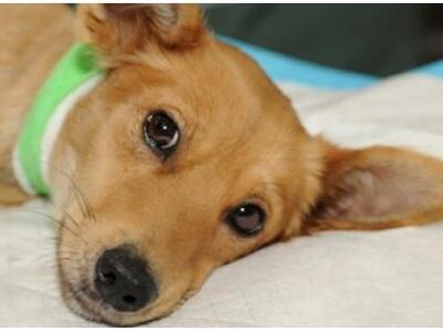 Πάτρα: Γέμισε... φόλες η περιοχή Αγίας Σ...