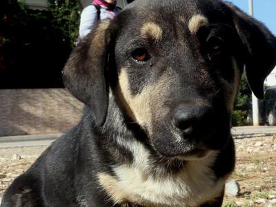 Πάτρα: Βρέθηκε ο Ρούντυ - Ο σκύλος - μασ...