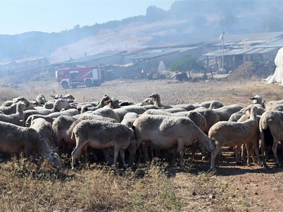 H πανώλη απειλή για αιγοπρόβατα: Πώς έγι...