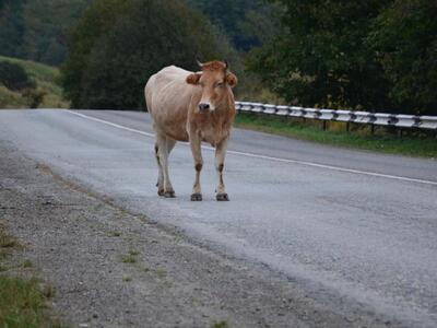 Δυτική Ελλάδα: Κίνδυνος από τις αγελάδες...
