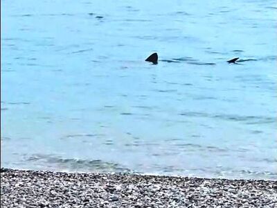 Μια απρόσμενη συνάντηση στο νερό- Καρχαρ...