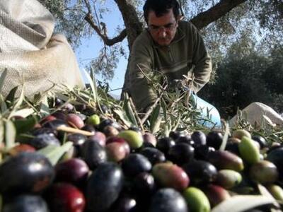 Εκπαιδευτικά Προγράμματα Ελαιολάδου, πισ...