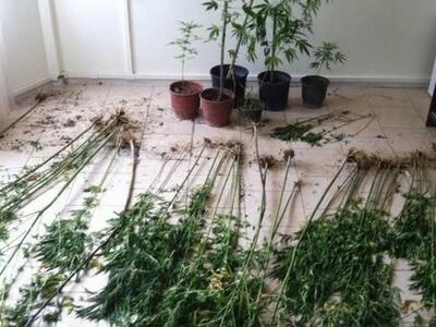 Πάτρα: Συνελήφθησαν αλλοδαποί για καλλιέ...