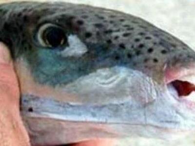 Ζάκυνθος: Επικίνδυνος λαγοκέφαλος ψαρεύτ...