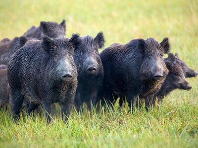  Ζημιές από τα αγριογούρουνα που έχουν α...