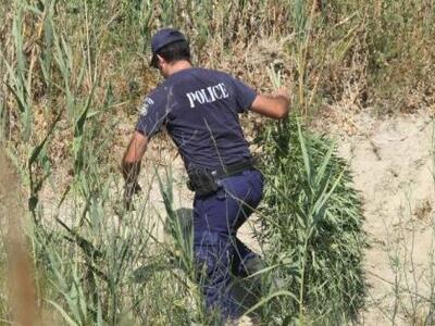 Bρέθηκαν δενδρύλλια χασίς στην Πάλαιρο