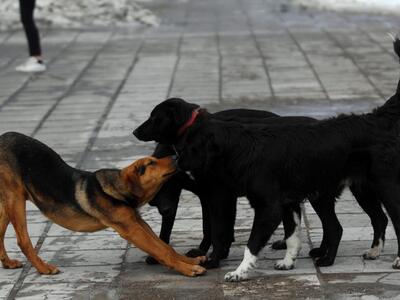 Πάτρα: Μειοδοτικός διαγωνισμός από τον Δ...