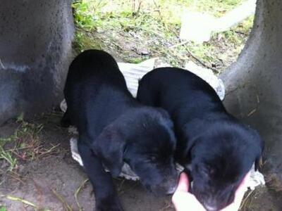 Πάτρα: Τα εγκατέλειψαν στην Πλάζ- Συγκιν...