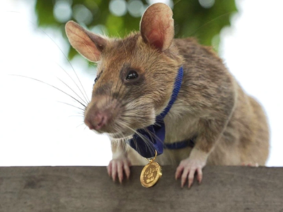 Καμπότζη: Πέθανε ο αρουραίος-ήρωας, που ...