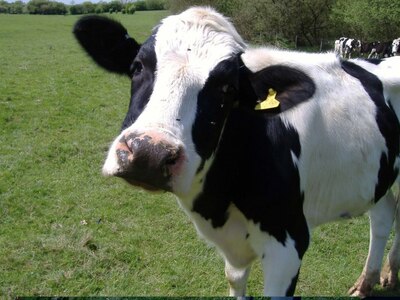 Ένας Ελβετός προκάλεσε δημοψήφισμα για.....