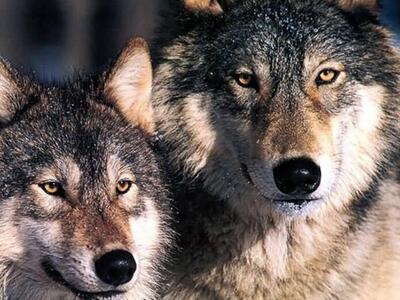 Οι λύκοι έχουν περισσότερες από 2.000 δι...