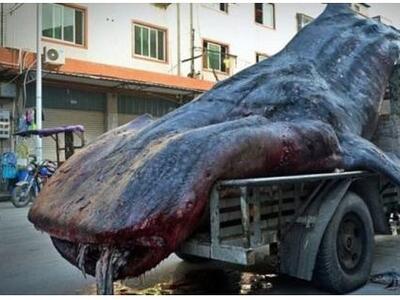 Δείτε τον φαλαινοκαρχαρία - τέρας που ψά...