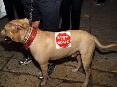 Ηλεία: Έριξε φόλα σε σκύλο