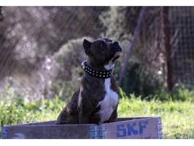 Θεσπρωτία: Αστυνομικός συνελήφθη για θαν...