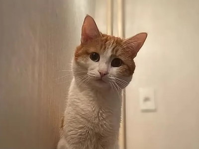 Η γάτα που βρήκε τραγικό θάνατο στη Ρωσία