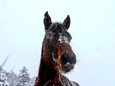 Άγρια άλογα μέσα στα... χιόνια! ΔΕΙΤΕ ΦΩΤΟ 