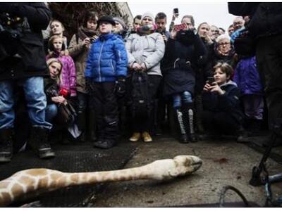 Σάλος: Θανάτωσαν καμηλοπάρδαλη μπροστά σ...