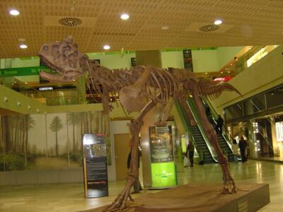 Σκελετός τυραννόσαυρου πουλήθηκε αντί 1,...