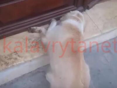 Καλάβρυτα: Ανεξέλεγκτες διαστάσεις τα πε...