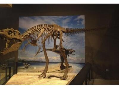 Πώς οι δεινόσαυροι μετατράπηκαν σε πουλιά!