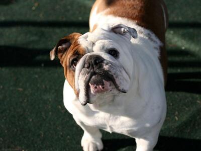 Βόλτα με το μπουλντόγκ του, ο Θόδωρος Δούρος 