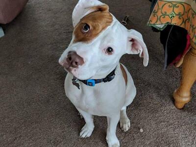 Υιοθέτησαν κουφό σκυλάκι και συνεννοούντ...