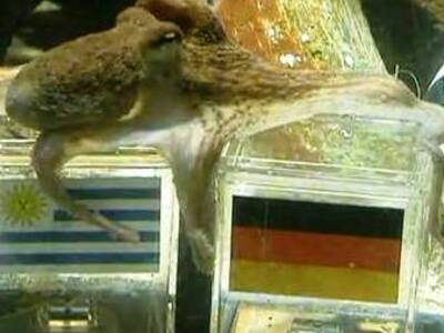 Το χταπόδι έπεσε πάλι μέσα- Βρήκε τον νι...