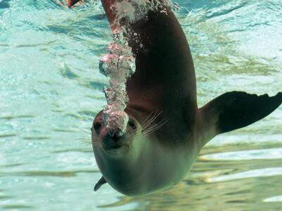 Συρρικνώνεται ο πληθυσμός νεογνών φώκιας...