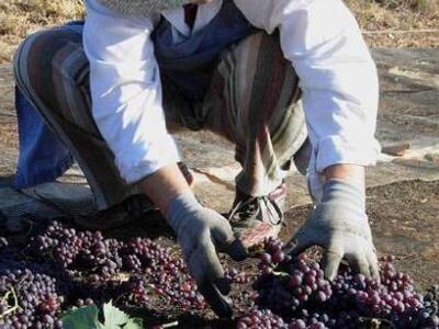 Γ. Κοντογιάννης: Να εξετάσει ο ΕΛΓΑ τα π...