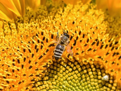 Οι «Άγριες Μέλισσες» και ο μελισσοκόμος ...