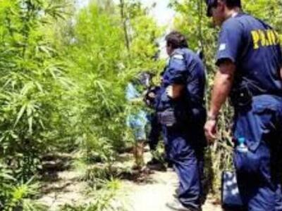 Κέρκυρα: Καλλιεργούσαν χασισοφυτείες στη...