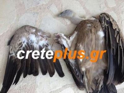 Θύματα των ανεμογεννητριών τα αρπακτικά ...