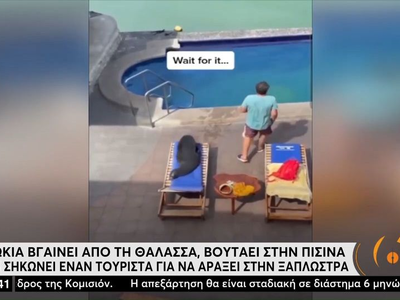 Φώκια αράζει στην ξαπλώστρα και κάνει τρ...