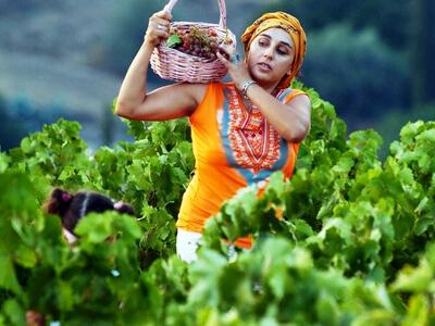 Εντυπωσίασαν τη διεθνή αγορά οι ΠΟΠ οίνο...