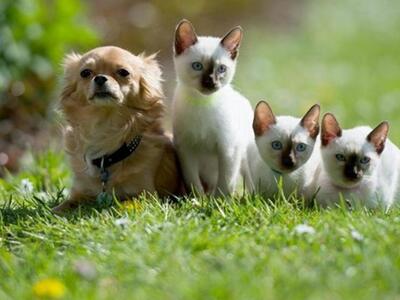 Οι γάτες είναι πιο ανεξάρτητες από τους σκύλους