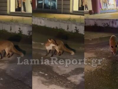 Αλεπού βγήκε βόλτα στη Λαμία - Δείτε βίντεο