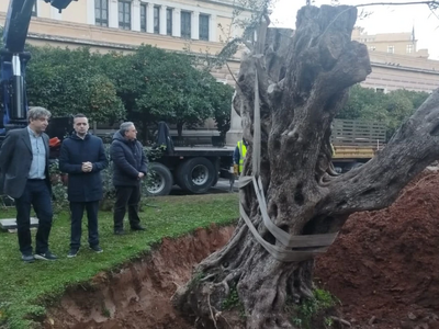 O Χάρης Δούκας φύτεψε ελιά 700 ετών από ...