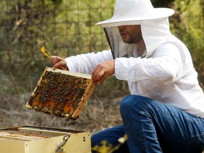 Οι μελισοκόμοι από τους Γαργαλιάνους που...