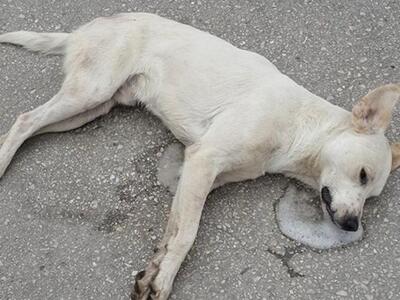 Κάτω Αχαΐα: Πέντε ζωάκια βρήκαν φρικτό θ...
