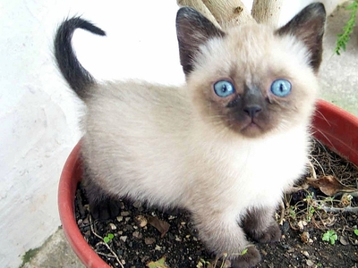 Αλήθεια η ψέμα ότι οι γάτες μισούν το νερό;  