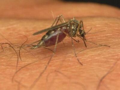 Πρώτος νεκρός από τον ιό του Δυτικού Νείλου